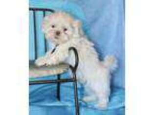 Mutt Puppy for sale in Bonesteel, SD, USA