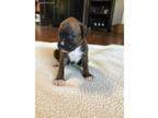 Boxer Puppy for sale in Pleasant Hill, IL, USA