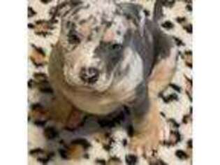 Mutt Puppy for sale in Silex, MO, USA