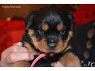 Rottweiler Puppy for sale in Show Low, AZ, USA