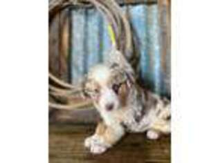 Miniature Australian Shepherd Puppy for sale in Mineola, TX, USA