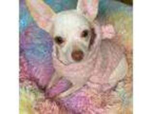 Chihuahua Puppy for sale in Linden, NJ, USA