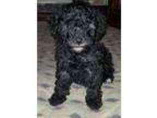 Mutt Puppy for sale in Nesquehoning, PA, USA
