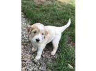 Goldendoodle Puppy for sale in Mulberry, KS, USA
