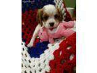 Cavalier King Charles Spaniel Puppy for sale in New Braunfels, TX, USA