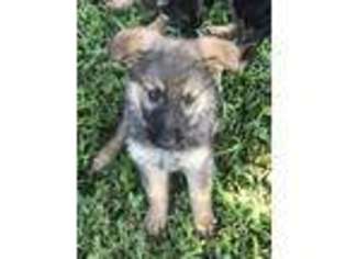 German Shepherd Dog Puppy for sale in Murfreesboro, TN, USA