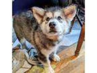 Alaskan Malamute Puppy for sale in Clio, MI, USA