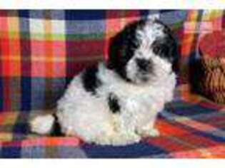 Shih-Poo Puppy for sale in Canton, OH, USA