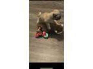 Pug Puppy for sale in Triangle, VA, USA