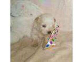 Lhasa Apso Puppy for sale in Bradenton, FL, USA