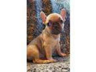 French Bulldog Puppy for sale in Idaho Falls, ID, USA