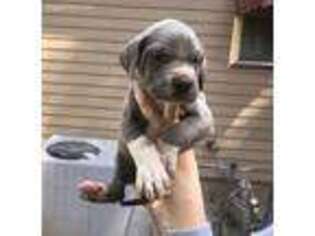 Great Dane Puppy for sale in Mansfield, GA, USA