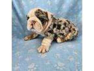 Bulldog Puppy for sale in Stanley, VA, USA