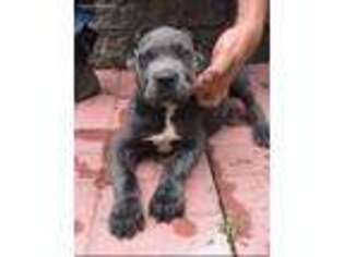 Cane Corso Puppy for sale in Brewster, NY, USA