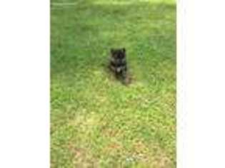 German Shepherd Dog Puppy for sale in Waynesboro, TN, USA