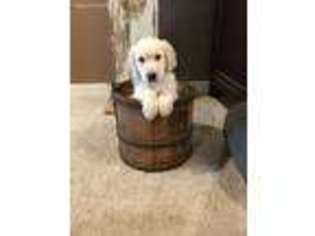 Goldendoodle Puppy for sale in Lebo, KS, USA
