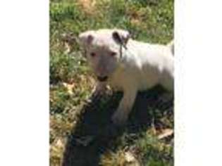 Bull Terrier Puppy for sale in Mount Jackson, VA, USA