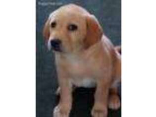 Labrador Retriever Puppy for sale in Eustis, FL, USA