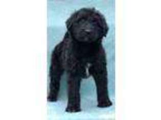 Mutt Puppy for sale in Newport, KY, USA