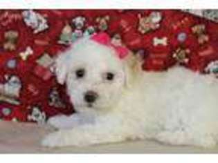 Bichon Frise Puppy for sale in Bloomfield, IA, USA