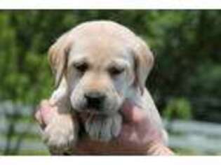 Labrador Retriever Puppy for sale in Benton, AR, USA