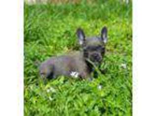 French Bulldog Puppy for sale in Lehigh Acres, FL, USA