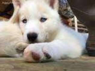 Siberian Husky Puppy for sale in Chehalis, WA, USA