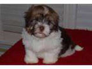 Havanese Puppy for sale in Atlanta, GA, USA