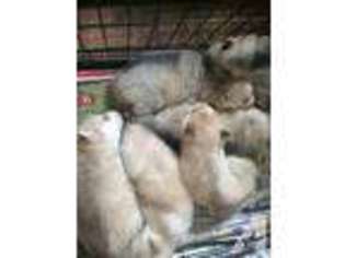 Siberian Husky Puppy for sale in BROOKLYN, NY, USA