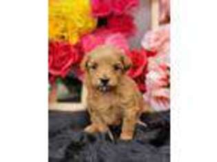 Shih-Poo Puppy for sale in Buckingham, VA, USA