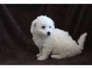 Bichon Frise Puppy for sale in Riceville, IA, USA