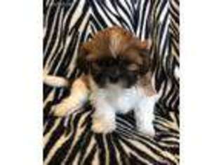 Mutt Puppy for sale in Brookfield, WI, USA