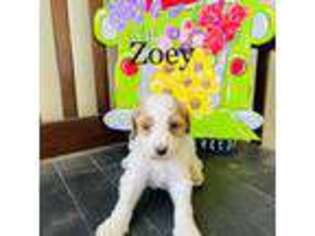Goldendoodle Puppy for sale in Wartburg, TN, USA