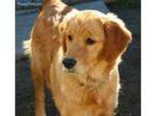 Golden Retriever Puppy for sale in Oak View, CA, USA
