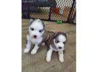 Siberian Husky Puppy for sale in Cantonment, FL, USA