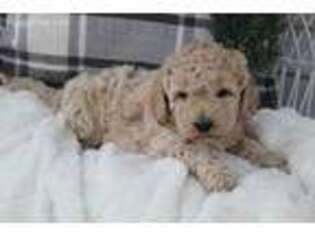Goldendoodle Puppy for sale in Dundee, NY, USA