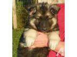 German Shepherd Dog Puppy for sale in LAKEVIEW, MI, USA