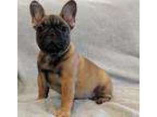 French Bulldog Puppy for sale in Eagle Rock, MO, USA