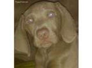 Weimaraner Puppy for sale in Bloomington, IL, USA