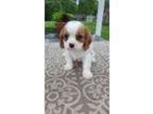 Cavalier King Charles Spaniel Puppy for sale in Paradise, PA, USA
