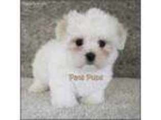 Maltese Puppy for sale in Rock Rapids, IA, USA
