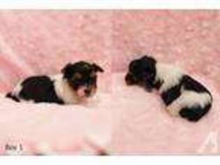 Yorkshire Terrier Puppy for sale in JAMAICA, NY, USA
