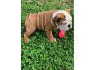 Bulldog Puppy for sale in Lawrenceville, GA, USA