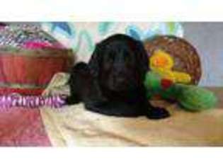Labradoodle Puppy for sale in Westfield, NC, USA