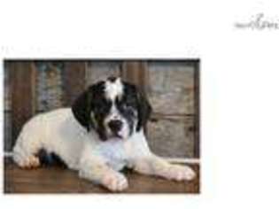 Beabull Puppy for sale in Springfield, MO, USA