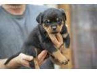 Rottweiler Puppy for sale in Due West, SC, USA