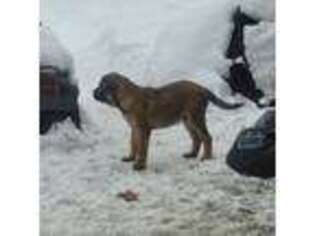 Mastiff Puppy for sale in Willow River, MN, USA