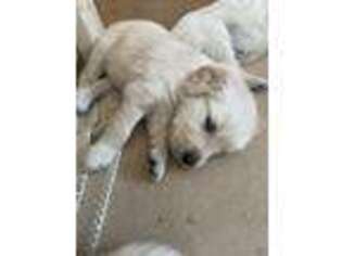 Golden Retriever Puppy for sale in Windham, ME, USA