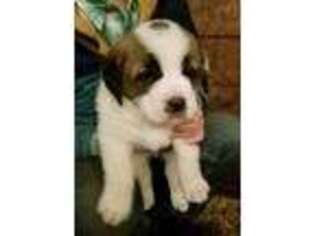 Saint Bernard Puppy for sale in Proctor, MT, USA