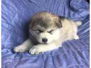 Alaskan Malamute Puppy for sale in Shelbyville, TN, USA